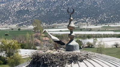 Yıllardır aynı leylek, aynı camiye geliyor