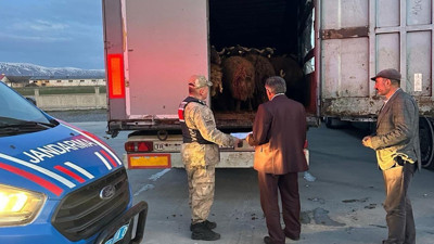 Jandarmadan şok operasyon! 3 TIR’da 300 küçükbaş hayvan ele geçirildi