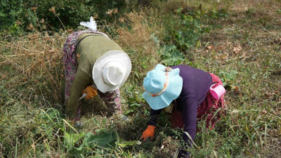 Erzincan’da patates toprakla buluştu!
