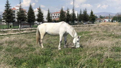Eskişehir’de başıboş atlar görüntülendi