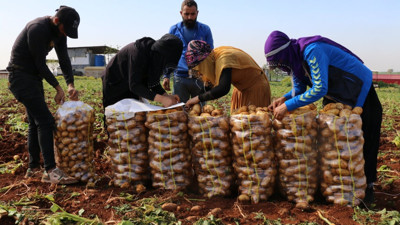 Adana'da turfanda patates hasadı başladı: 20 TL’ye satılıyor