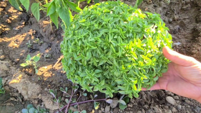 Hoş kokusuyla hem baş ağrısına iyi geliyor hem sivrisinekleri evden kovuyor