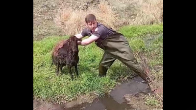 Sürüden ayrılan koyun bataklığa saplandı! Ekipler kurtarmak için seferber oldu