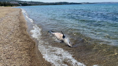 Balıkesir'de sahilde şaşırtan görüntü! Ölü yunus sahile vurdu