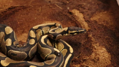 Sakarya'da kraliyet pitonu ele geçirildi