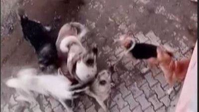 9 köpek birbirine girdi