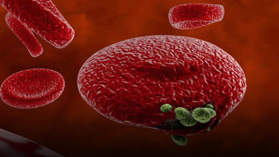 Sıcaklar başladı sayıları artıyor! Tek ısırığı insanı öldürüyor ilk belirti 7 gün sonra ortaya çıkıyor