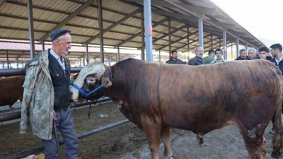 Kurban Bayramı öncesi hayvan pazarlarında hareketlilik
