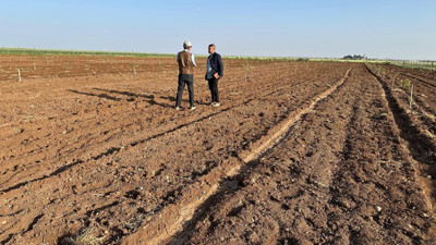 Fıstık yetiştiriciliğine rağbet