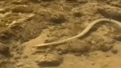 Yılan balık için pusuya yattı