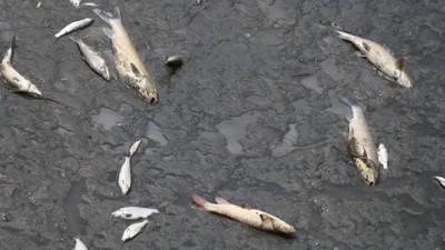 Yeşilırmak Nehri’ndeki toplu balık ölümleri inceleniyor