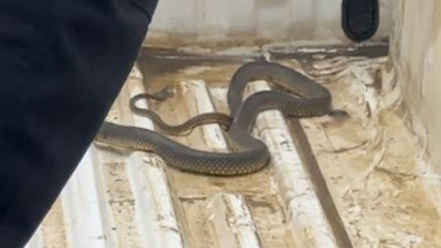 Aracının içine giren yılanı yolcu etti