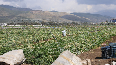 Kansere set çekiyor saç dökülmesini önlüyor. "Yeşil mucize"nin hasadı başladı. Günde 1 tane yemek yetiyor