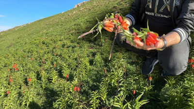 Kim bu vandallar? Yüksekova’nın sembolü ters lalelere vahşi saldırı: Cezası 557 bin TL
