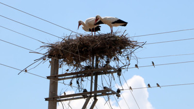 Elektrik direği 18 yıldır onların yuvası oldu