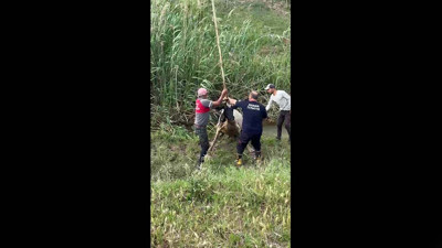 Adana’da inek bataklığa saplandı: Ekipler seferber oldu