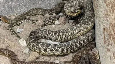 Kepçe operatörünün yılanlarla imtihanı