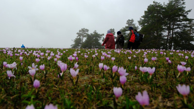 Gümüşhane'nin mor sümbüllü cenneti Damlı Köyü: Baharın renkleriyle nefes kesici rota!