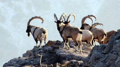 Gidengelmez Dağları’nda yaban keçisi şöleni! Nefes kesen anlar...