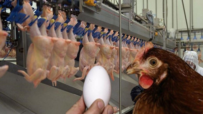 Tavuk ve yumurtada doğru bilinen yanlışlar? Uzman isim tek tek açıkladı