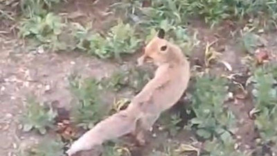 Yiyecek arayan tilki evin bahçesine girdi