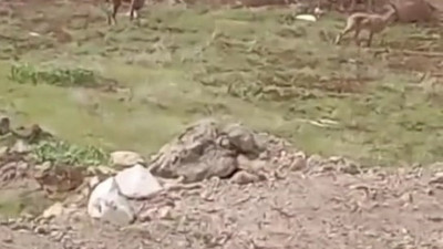 Elazığ’da dağ keçisi kameraya yakalandı