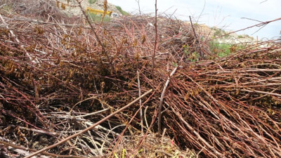 Zirai don binlerce meyve fidanını da vurdu