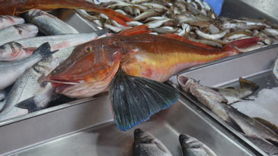 5 kiloluk kırlangıç balığı dikkat çekti!