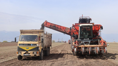 Ülseri, veremi bitiriyor kansere duvar örüyor. Kara sebzenin hasadı başladı. Kilosu 50 TL