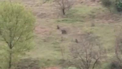 Karabük’te ayılar ve domuzlar cep telefonu kamerasıyla görüntülendi