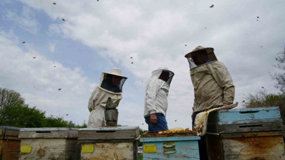 Arılar yeni sezona hazır!