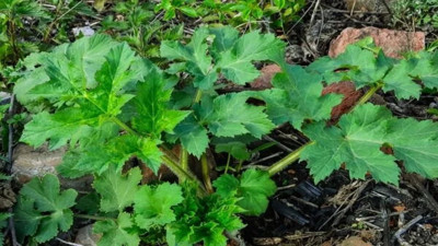 Şifa mı zehir mi? Her şifalı ot masum olmayabilir