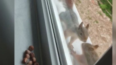 Bartın'da sincap eve yuva yaptı