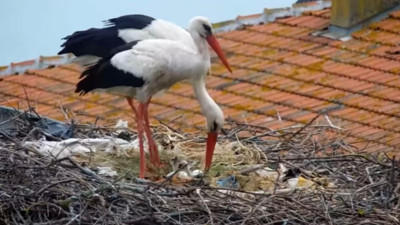 Yaren Leylek ‘baba’ oldu! Balıkçı Adem Amca ile dostluğu dünya basınına konu olmuştu