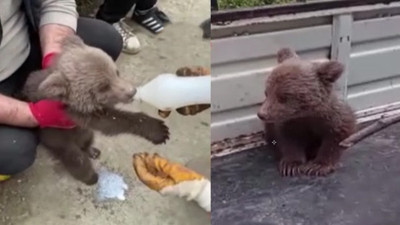 Artvin’de köylüler tarlada buldu! Yavruyu elleriyle beslediler