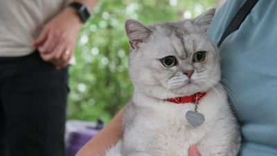 Tokat'ta kedi güzellik yarışması düzenlendi