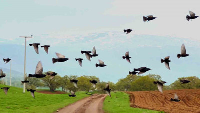 İron Sazlığına kuşlar akın etti