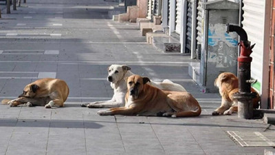 Adana'da başıboş köpek alarmı