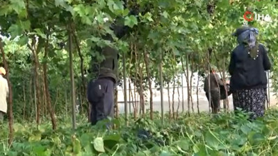 Vücudu kan deposuna çeviriyor! Unutkanlığı anında yok ediyor: Siyah incinin hasadı başladı kilosu 250 TL