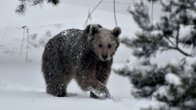 Bozayılar mahallede karnını doyurup ormana döndü
