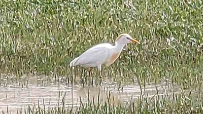 Doğa yürüyüşçülerini şaşırtan kuş! Türkiye’de görüldü