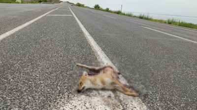 Van’da araçların çarptığı iki tilki telef oldu