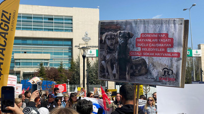 AYM'den tartışmalı sokak hayvanları yasasının iptali istemine ret!