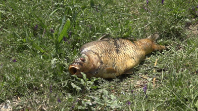 Kırklareli’nde balık ölümlerine ilişkin inceleme başlatıldı