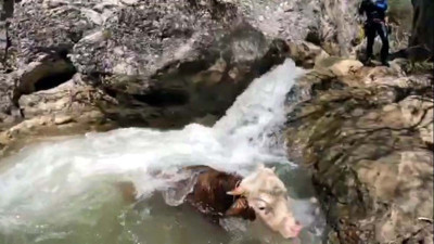 Tosun kanyonda mahsur kaldı! Ekipler kurtarmak için seferber oldu