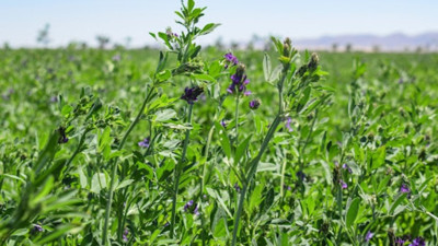 Yılda 4 kez hasadı yapılan bitki! Ekenler paraya para demiyorlar