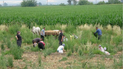 Damarlardaki kanı dans ettiriyor kanser türünü durduruyor. Tarlada 8 markette 30 TL