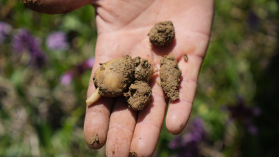 İktidarsızlığı anında bitiriyor sivilceleri mum gibi söndürüyor. Altın gibi bitkinin kilosu 3 bin TL