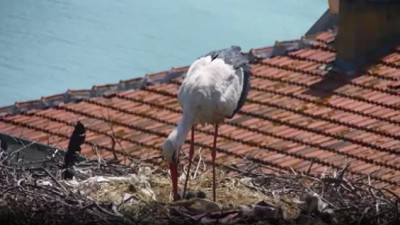 Yaren ve Nazlı’dan 4 yeni yavru