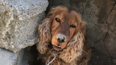 Bulan ödüllendirilecekti! 3 aydır aranıyordu: Ağaca bağlı bulundu depresyona girdi